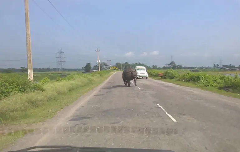 Neushoorn in India vindt auto's op de weg maar niets