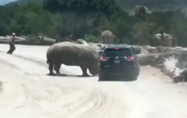 Neushoorn sloopt auto tijdens safari in Mexico