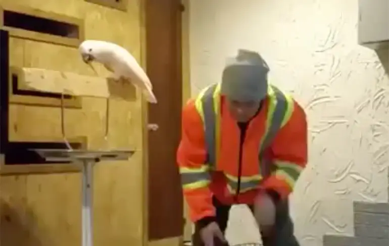 Niet fucken met de kooi van deze vogel!