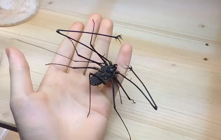 Niet giftig, maar zou je een Zweepstaartschorpioen als huisdier willen?
