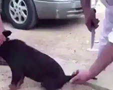 Niet leuk: 3 Saudi's mishandelen kleine puppy