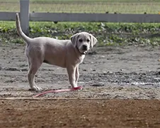 Nieuwe Budweiser Superbowl 2015 commercial is echt om te janken