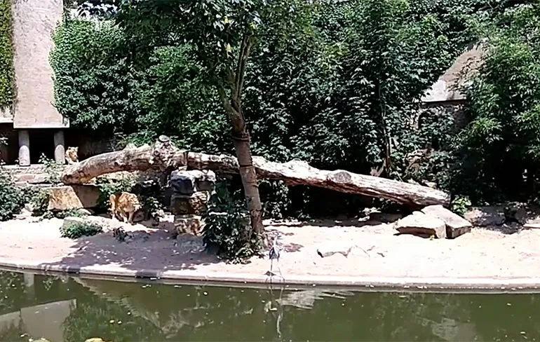 Nieuwe video reiger gegrepen door leeuwen na landing in leeuwenverblijf