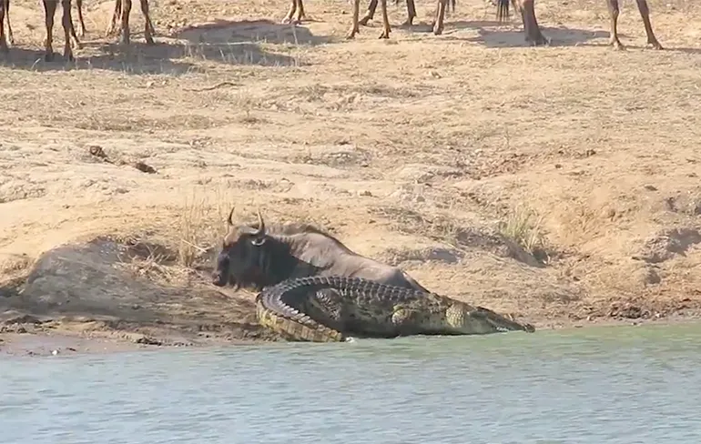 Nijlpaard redt Wildebeest van hongerige krokodil