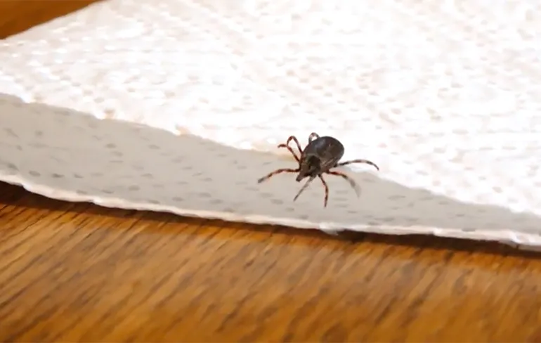 Nog een beestje om te griezelen: Reuzenteek duikt op in Drenthe