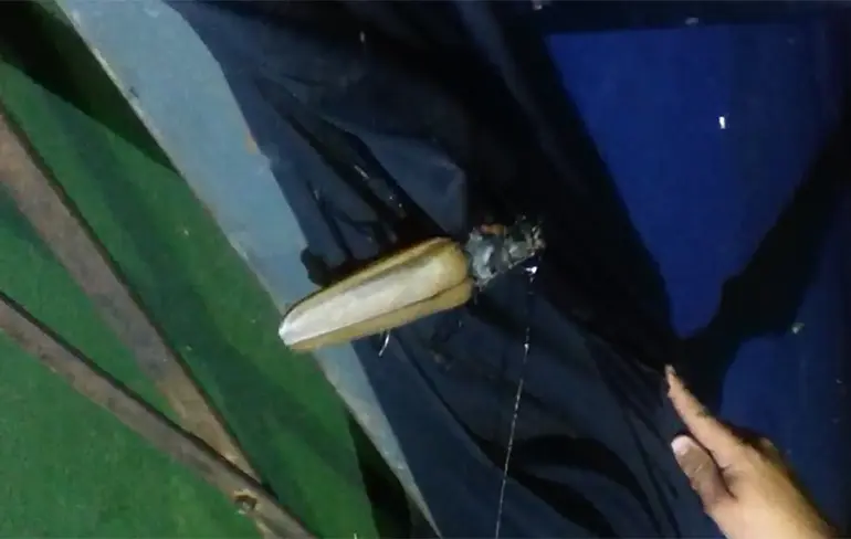 Nope: Insects on Steroids in Brazilie