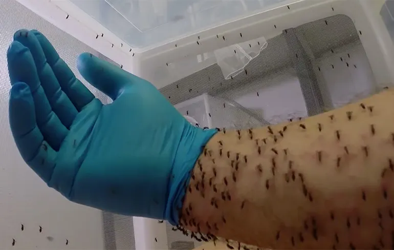 NOPE NOPE NOPE: Hoe voer je muggen?