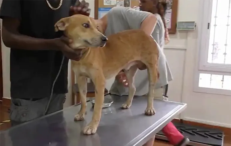 NOPE NOPE NOPE: Maden uit ballen hond gehaald en gekookt...