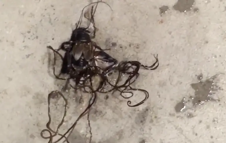 NOPE NOPE NOPE: Parasieten ontsnappen uit geplette krekel