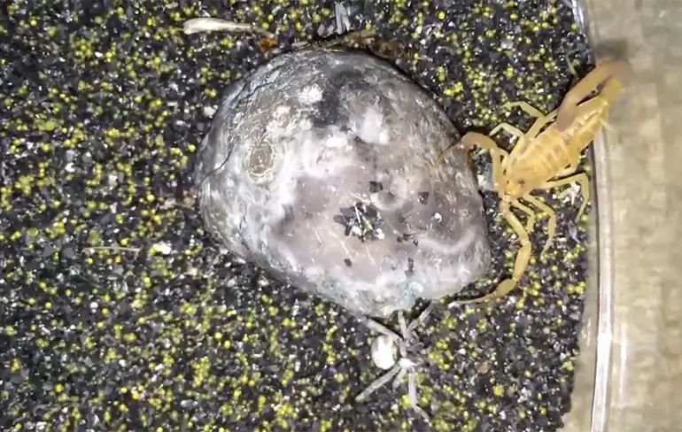 NOPE NOPE NOPE: Spin met een doodswens