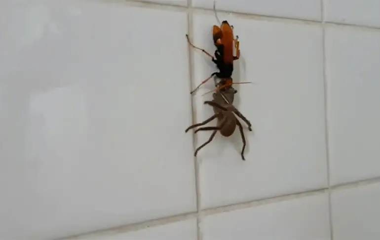 NOPE NOPE NOPE: Wesp sleurt met Huntsman door huis
