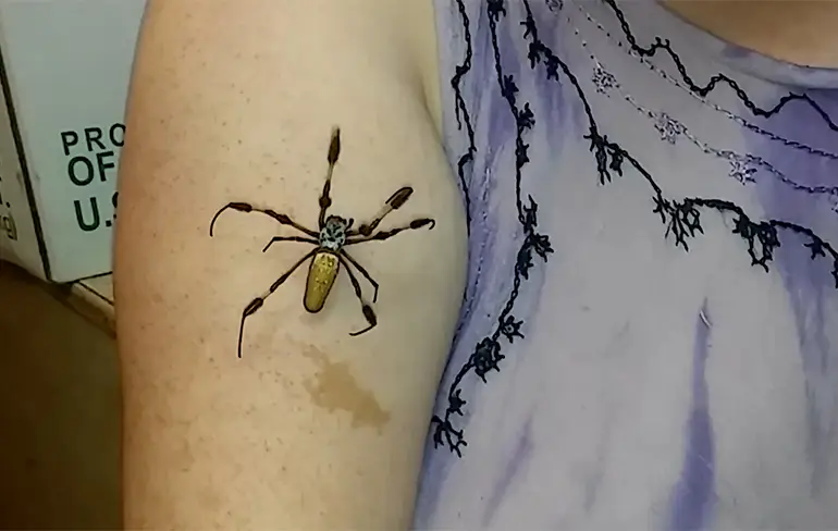 Nope: Vrouw haalt spin in huis, omdat het gaat vriezen...