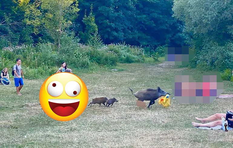 Nudist in Berlijn rent achter wild zwijn aan die zijn laptop heeft gestolen
