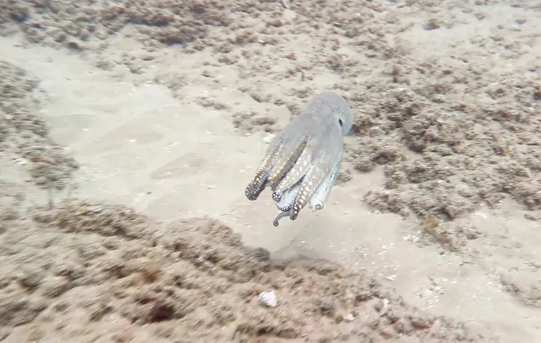 Octopus laat zien waarom hij goed is in spelletje verstoppertje