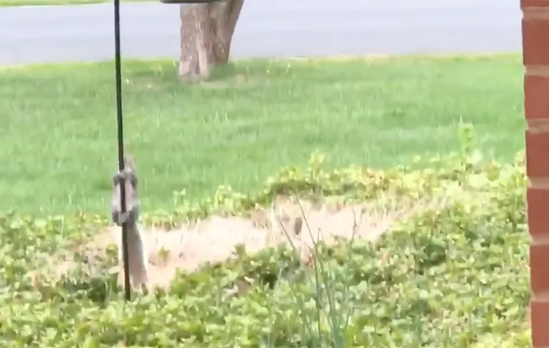 Olie op weg naar vogelvoederhuisje zodat eekhoorns niet kunnen stelen