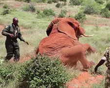Olifant gered na aanval van giftig pijltje