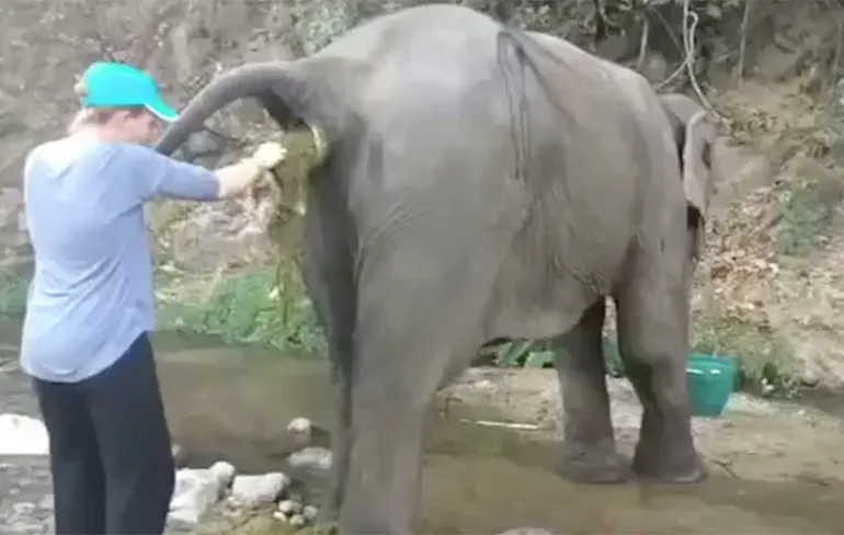 Olifant moet een klein beetje geholpen worden tijdens het poepen...