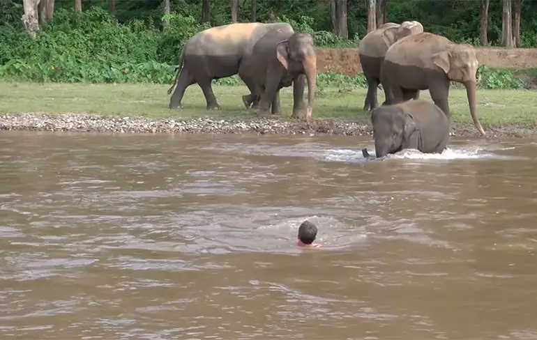 Olifant rent rivier in om verzorger te redden