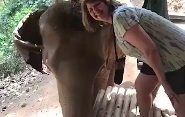Olifant wil niet op de foto, BAM!