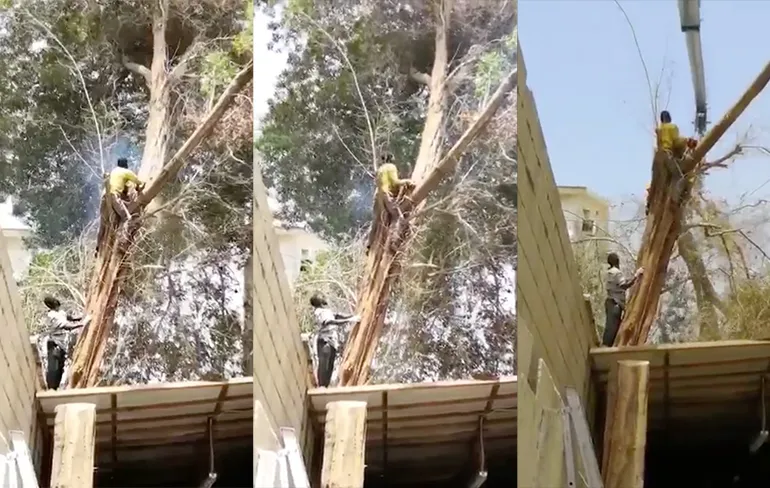 Omzagen van boom laat ook kraan naar beneden vallen