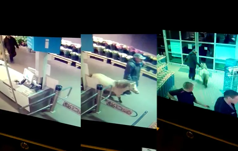 Ondertussen in AH Borger: Man doet boodschappen met paard