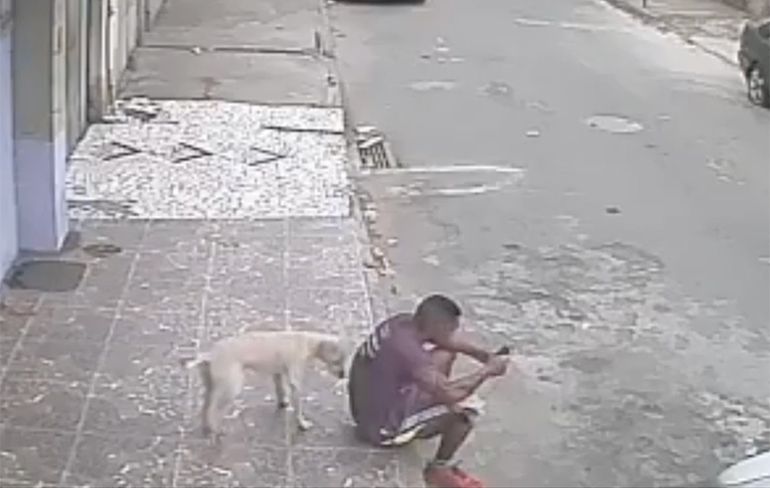 Ondertussen in Brazilië: Hond bakent zijn territorium af