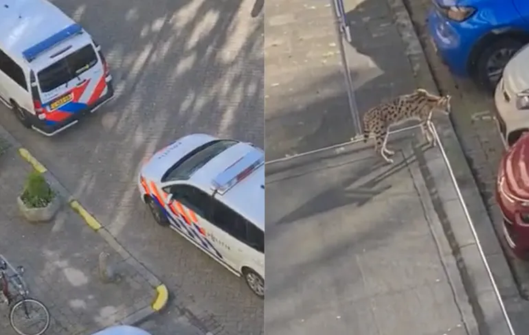 Ondertussen in Capelle aan den IJssel: "Staat gewoon een cheetah op een dak"