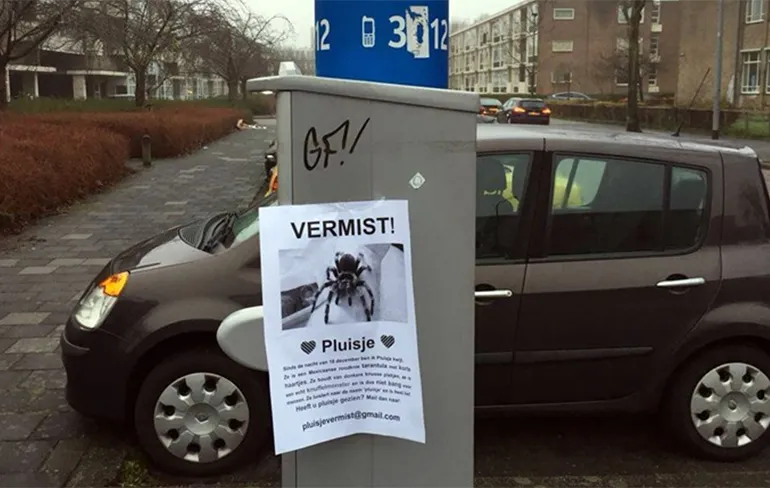 Ondertussen in Groningen: Wie heeft tarantula Pluisje gezien?