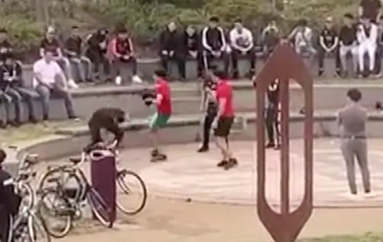 Ondertussen in Helmond: Illegale bokswedstrijden in Weverspark