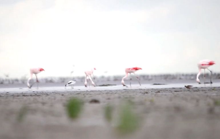 Ondertussen in Nederland: Groep Flamingo's neergestreken op de Wadden