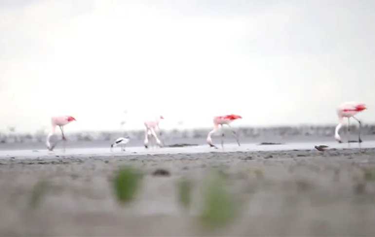 Ondertussen in Nederland: Groep Flamingo's neergestreken op de Wadden