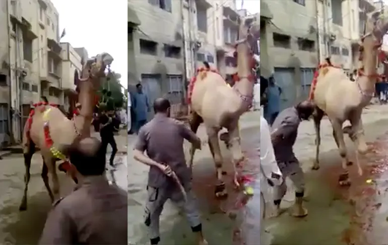 Ondertussen in Pakistan: Dromedaris neemt wraak