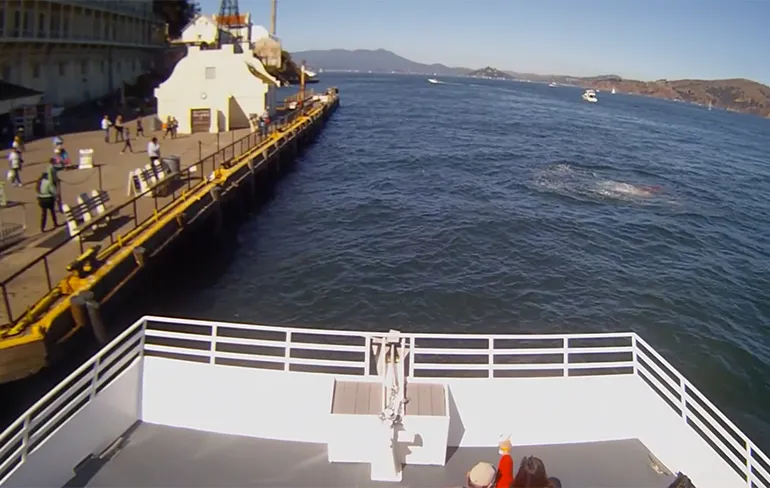 Ondertussen in San Francisco: Dag zeehondje, hoi Witte Haai!