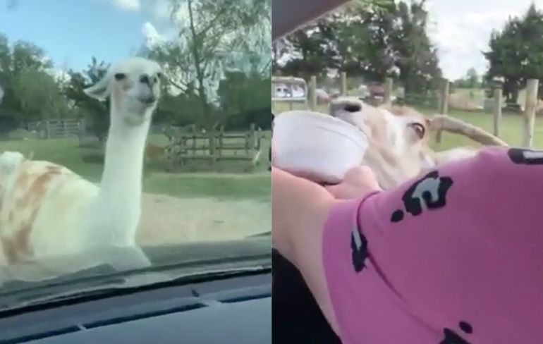 Ondertussen tijdens een autosafari: He kijk, wat leuk, een lama