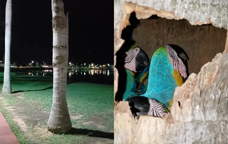Ondertussen tijdens wandeling: Holle boom met tropische vogels