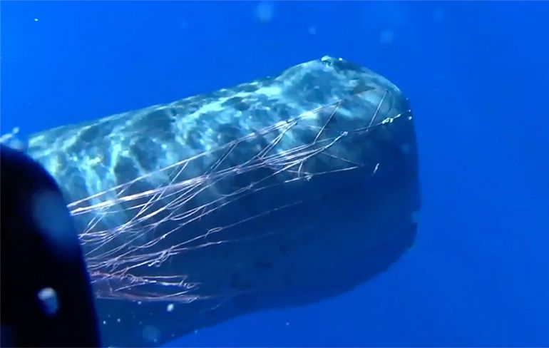 Onderwaterbeelden vrijgegeven hoe Italiaanse kustwacht potvis bevrijdt