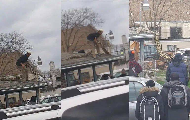 Ontsnapte slang in Detroit zit op dak van garage