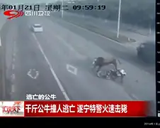 Ontsnapte stier ramt motorrijder op snelweg China
