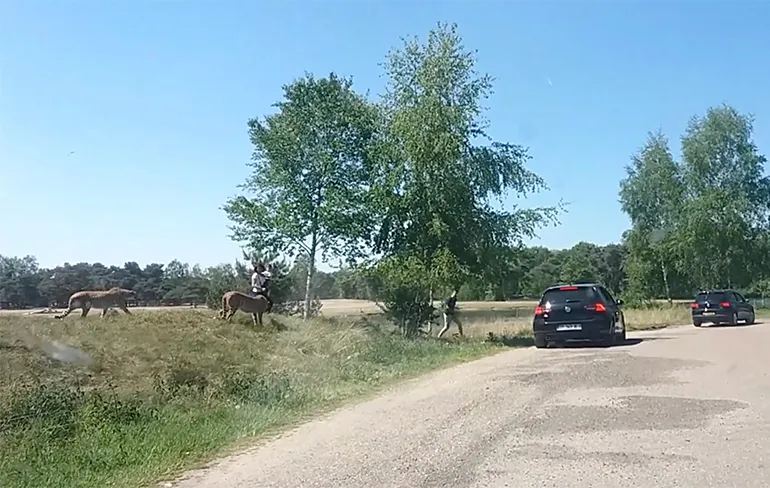 Ook Duitsers snappen safari Beekse Bergen niet, man met kind stapt uit auto