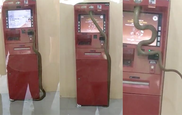 Ook een grote NOPE: Slang kruipt in pinautomaat in India