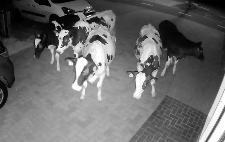 Ook gezellig: Vijf koeien voor je voordeur