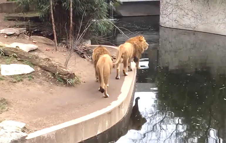 Ook leeuwen hebben weleens een onhandig momentje