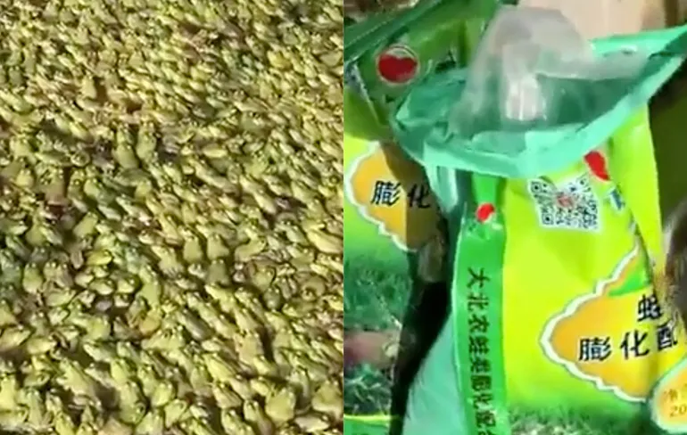 Op een kikkerkwekerij kweken ze best heel veel kikkers