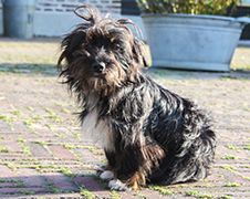 Opsporing verzocht: Mist iemand een hondje in Nieuw-Vossemeer?