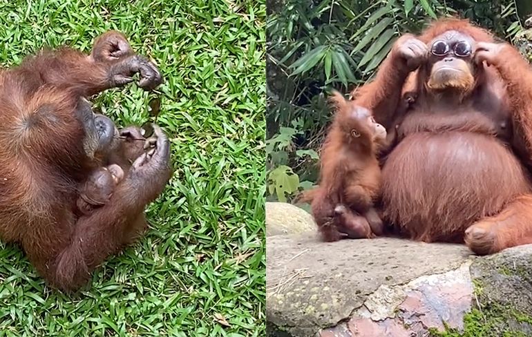 Orang-oetan vermaakt zich wel met gevallen zonnebril van toerist