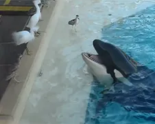 Orca gebruikt vis om vogel te vangen