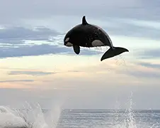Orka heeft dolfijn op het menu