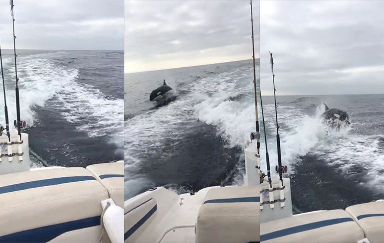 Orka's zwemmen een stukje mee met vissers voor de kust van Californië