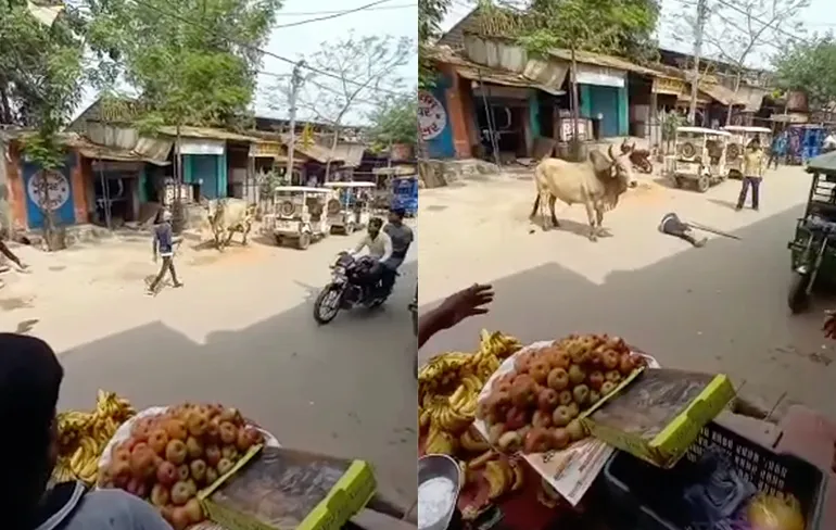 Oudere man in India krijgt vlieglesje van grote stier