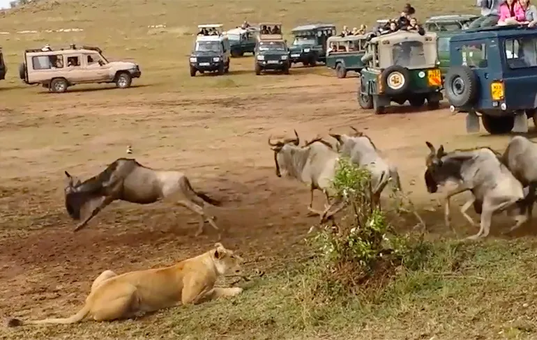 Ozzy Man geeft zijn commentaar op luie mevrouw de Leeuwin